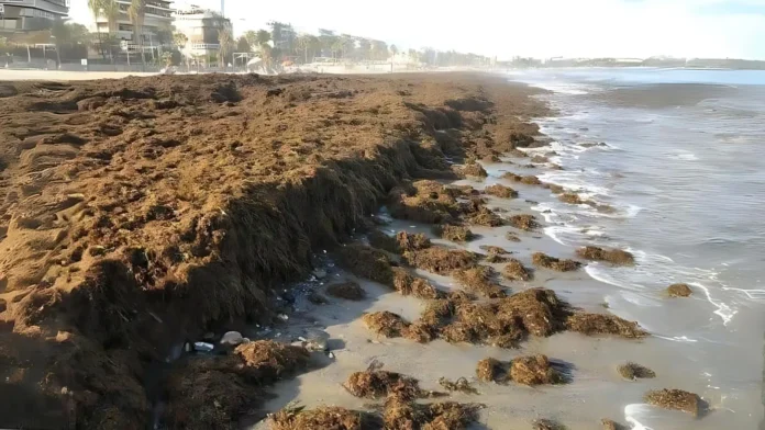 Invasión de Algas Asiáticas en Estepona Causas, Consecuencias y Soluciones 1