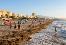 Vuelven las algas asiáticas a playas de Estepona tras el viento algas asiáticas