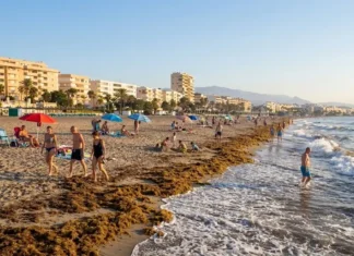 Vuelven las algas asiáticas a playas de Estepona tras el viento algas asiáticas