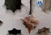 Los bomberos rescatan a un gato atrapado en una celosía en Estepona rescatan a un gato