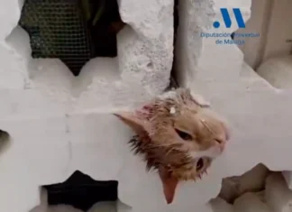 Los bomberos rescatan a un gato atrapado en una celosía en Estepona rescatan a un gato