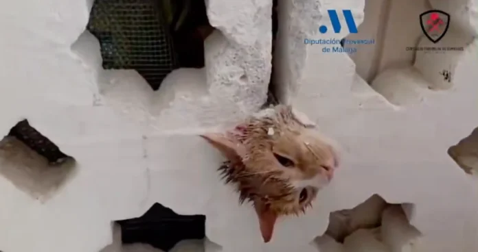 rescatan a un gato