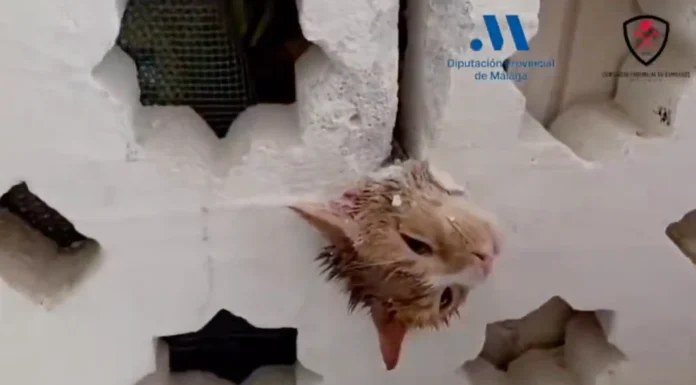 Los bomberos rescatan a un gato atrapado en una celosía en Estepona rescatan a un gato