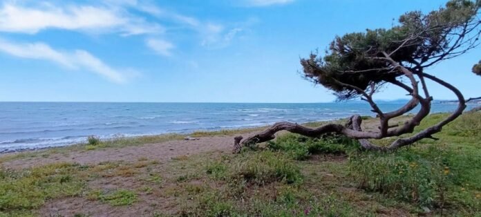 La Junta desaconseja la pasarela sobre las dunas de Matas Verdes por presión del PSOE